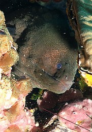 Thailand 2015 - Ko Tao - Murene javanaise - Gymnothorax javanicus _IMG_3552_rc